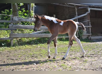 Koń półkrwi arabskiej (Arabian Partbred), Ogier, Źrebak (05/2025), 156 cm, Tobiano wszelkich maści