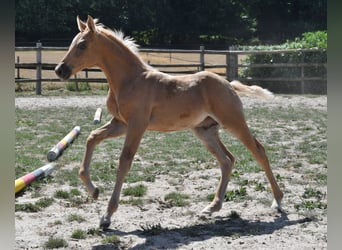 Koń półkrwi arabskiej (Arabian Partbred), Ogier, Źrebak (06/2026), 159 cm, Izabelowata