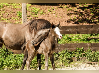 Koń półkrwi arabskiej (Arabian Partbred), Ogier, , Kara
