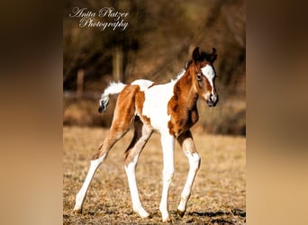 Koń półkrwi arabskiej (Arabian Partbred), Ogier, , Srokata