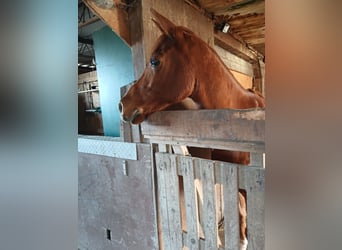 Koń półkrwi arabskiej (Arabian Partbred), Wałach, 11 lat, 147 cm, Kasztanowata