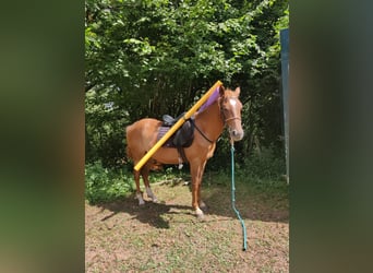 Koń półkrwi arabskiej (Arabian Partbred), Wałach, 3 lat, 140 cm, Gniada