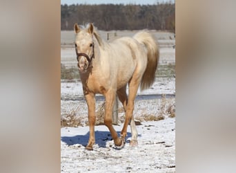 Koń półkrwi arabskiej (Arabian Partbred), Wałach, 3 lat, 154 cm, Izabelowata
