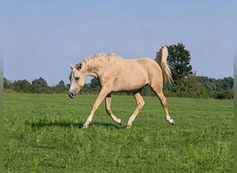 Koń półkrwi arabskiej (Arabian Partbred), Wałach, 3 lat, 158 cm, Izabelowata
