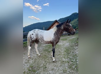 Koń półkrwi arabskiej (Arabian Partbred) Mix, Wałach, 5 lat, 148 cm, Tarantowata