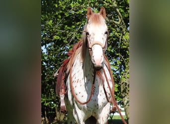 Koń półkrwi arabskiej (Arabian Partbred), Wałach, 6 lat, 155 cm, Tarantowata