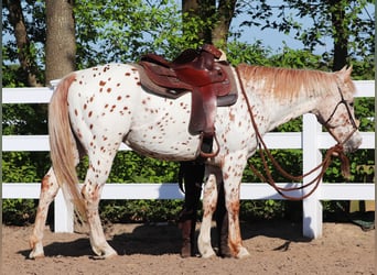Koń półkrwi arabskiej (Arabian Partbred), Wałach, 6 lat, 155 cm, Tarantowata