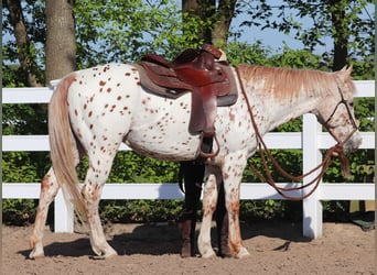 Koń półkrwi arabskiej (Arabian Partbred), Wałach, 6 lat, 155 cm, Tarantowata