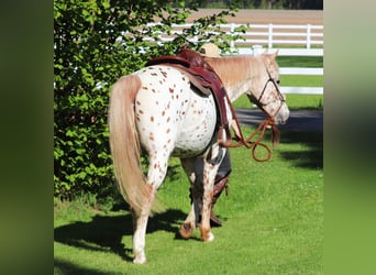 Koń półkrwi arabskiej (Arabian Partbred), Wałach, 6 lat, 155 cm, Tarantowata