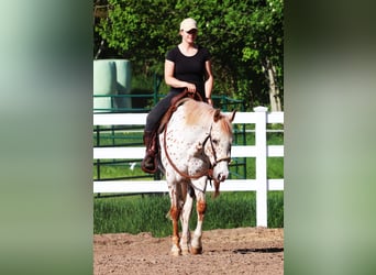Koń półkrwi arabskiej (Arabian Partbred), Wałach, 6 lat, 155 cm, Tarantowata