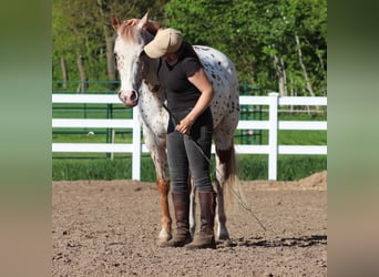 Koń półkrwi arabskiej (Arabian Partbred), Wałach, 6 lat, 155 cm, Tarantowata