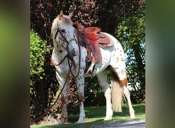 Koń półkrwi arabskiej (Arabian Partbred), Wałach, 6 lat, 155 cm, Tarantowata