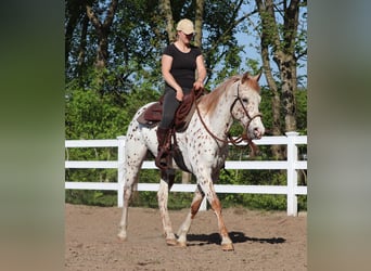 Koń półkrwi arabskiej (Arabian Partbred), Wałach, 6 lat, 155 cm, Tarantowata