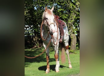 Koń półkrwi arabskiej (Arabian Partbred), Wałach, 6 lat, 155 cm, Tarantowata