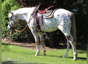 Koń półkrwi arabskiej (Arabian Partbred), Wałach, 6 lat, 155 cm, Tarantowata