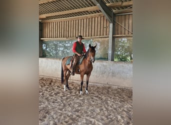Koń półkrwi arabskiej (Arabian Partbred), Wałach, 6 lat, 161 cm, Gniada