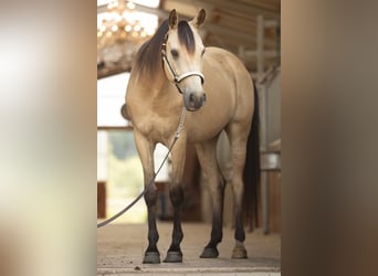 Koń półkrwi arabskiej (Arabian Partbred), Wałach, 7 lat, 153 cm, Jelenia