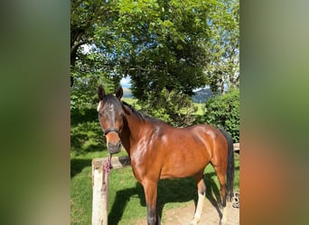 Koń półkrwi arabskiej (Arabian Partbred), Wałach, 7 lat, 154 cm, Ciemnogniada