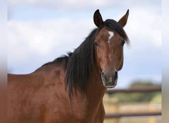 Koń półkrwi arabskiej (Arabian Partbred) Mix, Wałach, 8 lat, 148 cm, Gniada