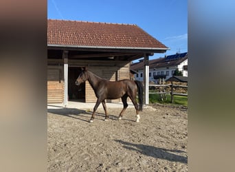 Koń półkrwi arabskiej (Arabian Partbred), Wałach, 8 lat, 155 cm, Kasztanowata