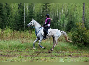 Koń półkrwi arabskiej (Arabian Partbred), Wałach, 9 lat, 162 cm, Siwa
