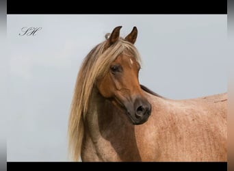 Koń półkrwi arabskiej (Arabian Partbred), Klacz, 12 lat, 140 cm, Gniadodereszowata