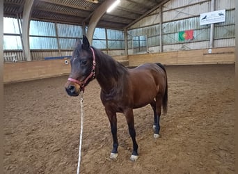 Koń półkrwi arabskiej (Arabian Partbred), Klacz, 12 lat, 149 cm, Ciemnogniada