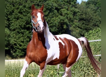 Koń półkrwi arabskiej (Arabian Partbred), Klacz, 12 lat, 150 cm, Tobiano wszelkich maści