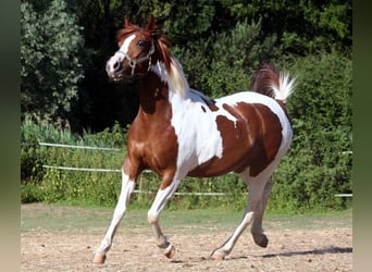 Koń półkrwi arabskiej (Arabian Partbred), Klacz, 12 lat, 150 cm, Tobiano wszelkich maści