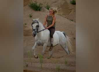 Koń półkrwi arabskiej (Arabian Partbred) Mix, Klacz, 15 lat, 148 cm, Siwa w hreczce