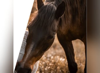 Koń półkrwi arabskiej (Arabian Partbred), Klacz, 15 lat, 154 cm, Ciemnogniada