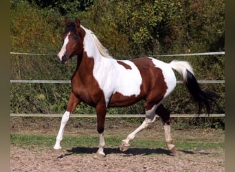 Koń półkrwi arabskiej (Arabian Partbred), Klacz, 18 lat, 154 cm, Tobiano wszelkich maści