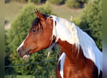 Koń półkrwi arabskiej (Arabian Partbred), Klacz, 18 lat, 154 cm, Tobiano wszelkich maści