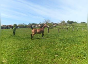 Koń półkrwi arabskiej (Arabian Partbred), Klacz, 18 lat, 155 cm, Jasnogniada