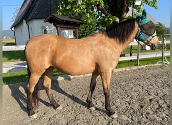 Koń półkrwi arabskiej (Arabian Partbred), Klacz, 18 lat, 160 cm, Bułana