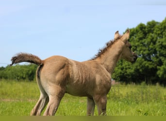 Koń półkrwi arabskiej (Arabian Partbred), Klacz, 1 Rok, 150 cm, Grullo