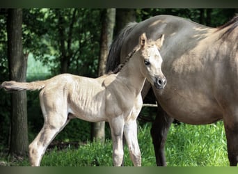 Koń półkrwi arabskiej (Arabian Partbred), Klacz, 1 Rok, 150 cm, Grullo