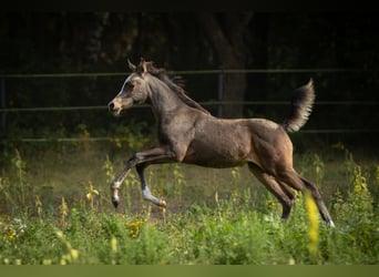 Koń półkrwi arabskiej (Arabian Partbred), Klacz, 1 Rok, 153 cm, Jelenia