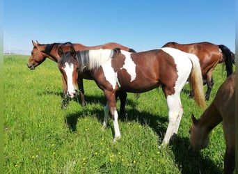 Koń półkrwi arabskiej (Arabian Partbred), Klacz, 1 Rok, 158 cm, Srokata