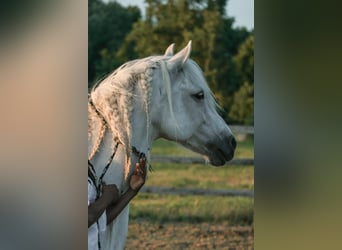 Koń półkrwi arabskiej (Arabian Partbred) Mix, Klacz, 20 lat, 135 cm, Siwa