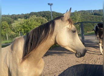 Koń półkrwi arabskiej (Arabian Partbred), Klacz, 2 lat, 150 cm, Jelenia