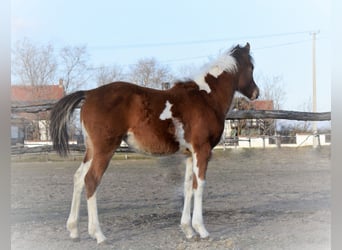 Koń półkrwi arabskiej (Arabian Partbred), Klacz, 2 lat, 153 cm, Srokata