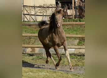 Koń półkrwi arabskiej (Arabian Partbred), Klacz, 2 lat, 156 cm, Tobiano wszelkich maści