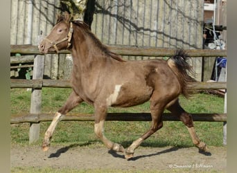 Koń półkrwi arabskiej (Arabian Partbred), Klacz, 2 lat, 156 cm, Tobiano wszelkich maści