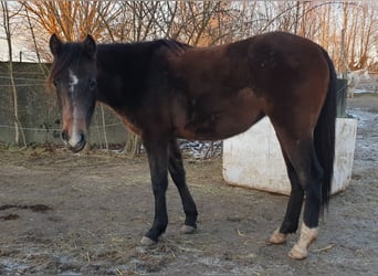 Koń półkrwi arabskiej (Arabian Partbred), Klacz, 2 lat, Może być siwy