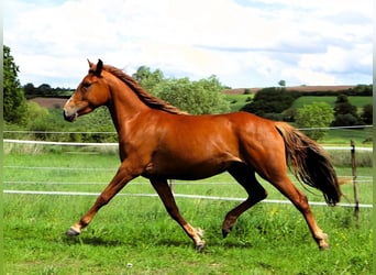 Koń półkrwi arabskiej (Arabian Partbred), Klacz, 3 lat, 148 cm, Kasztanowata