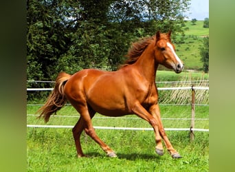 Koń półkrwi arabskiej (Arabian Partbred), Klacz, 3 lat, 148 cm, Kasztanowata