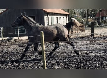 Koń półkrwi arabskiej (Arabian Partbred), Klacz, 3 lat, 153 cm, Karosiwa