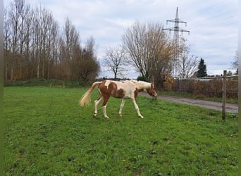 Koń półkrwi arabskiej (Arabian Partbred), Klacz, 3 lat, 155 cm, Srokata