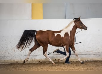 Koń półkrwi arabskiej (Arabian Partbred), Klacz, 3 lat, 155 cm, Tobiano wszelkich maści